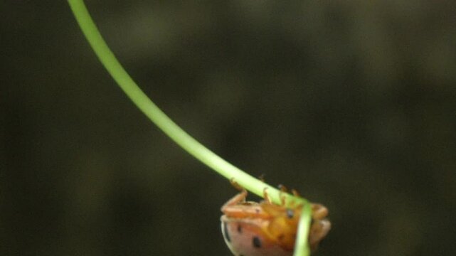 Ladybug is a small, colorful beetle with red wings and black spots, known for garden pest control and natural beauty