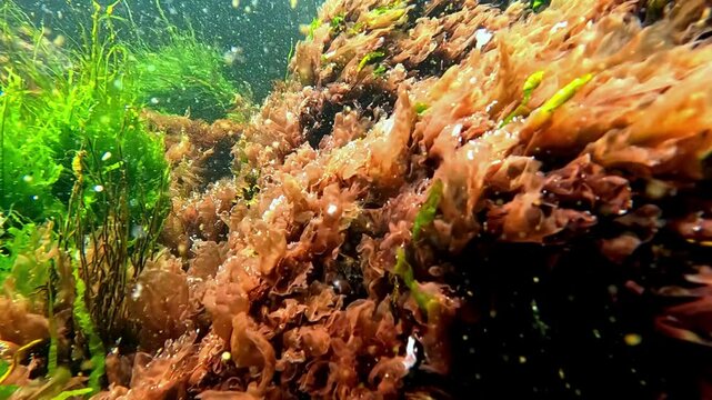 Green algae Enteromorpha intestinalis and red Ceramium algae grow near the shore on stones in clean water