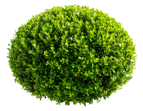 Green bush isolated transparency background.