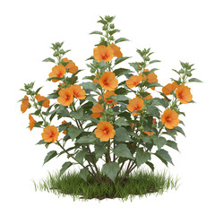  Globe Mallow Plant with Silvery Green Leaves and Orange Cup-Shaped Flowers