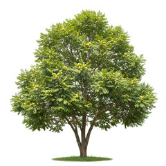  Amla tree with pale green fruits and small feathery leaves