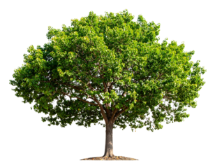 Large Bothi tree or Pipal tree on transparent background, Png file.