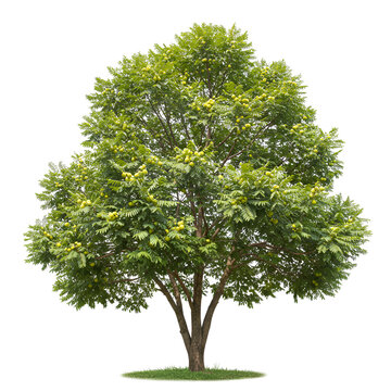  Amla tree with pale green fruits and small feathery leaves