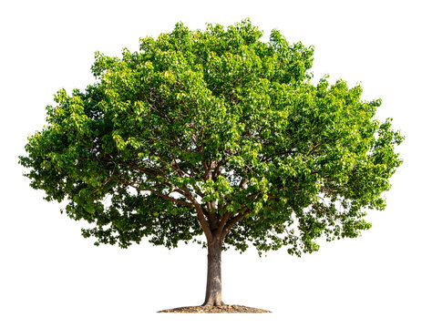 Large Bothi tree or Pipal tree on transparent background, Png file.