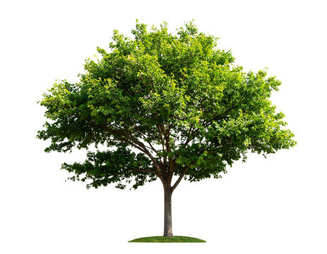 Large Bothi tree or Pipal tree on transparent background, Png file.