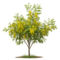 Fototapeta premium Mesquite plant with compound feathery leaves and fuzzy yellow edible flowers