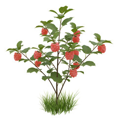  Salmonberry bush with upright canes palmate leaves and soft orange-pink berries