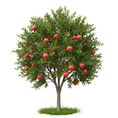  Pomegranate tree with dark green leaves and red fruit hanging from branches