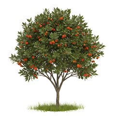  Strawberry tree with glossy dark green leaves and round red fruit clusters