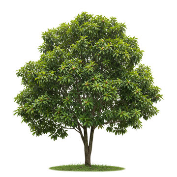  Sapodilla tree with oval green leaves and small round brown fruits