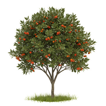  Strawberry tree with round red fruit clusters