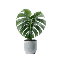 Potted plant isolated on white background