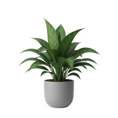 Potted plant isolated on white background