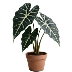 Potted plant isolated on white background