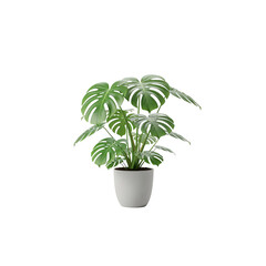 Potted plant isolated on white background