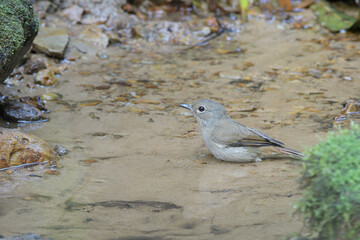 pale blue flycatcher or Cyornis unicolor seen in Karimganj, Assam, India