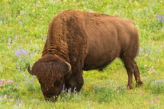 Huge American bison in Yellowstone national park eating green grass among wildflowers