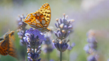 Butterfly on lavender on a sunny summer day against a blurred natural background