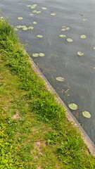 Green grassy riverbank next to calm water with floating lily pads creating a peaceful natural scene