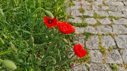 Bright red poppy flowers blooming next to a stone pathway with fresh green foliage in the background
