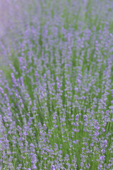Lavender field in natural environment with blooming flowers and green foliage. Close-up of aromatic...