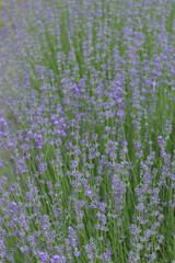 Wild lavender blooming in nature. Soft focus on delicate flowers in natural light. Peaceful...