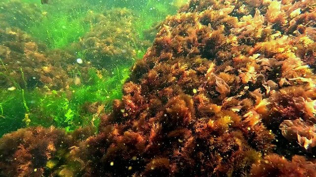 Green algae Enteromorpha intestinalis and red Ceramium algae grow near the shore on stones in clean water