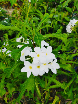 natural, beautiful plan, the white flower, the tree