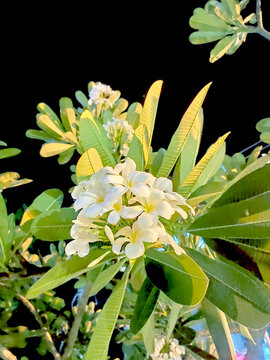 natural, beautiful plan, the white flower, the tree