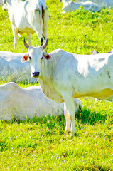 Group of oxen in a green pasture, in the sun, some lying down in the background, the main one looking straight at the camera