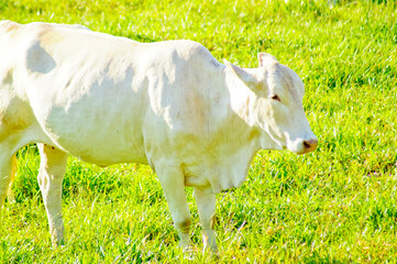 Peaceful white-coated steer, looking at the camera, in a sunny green pasture