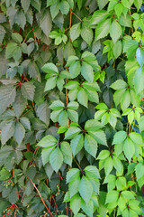 green leaves background