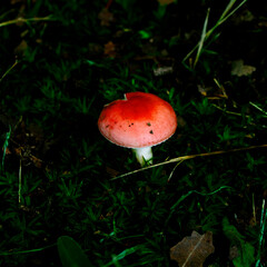 Russula Emetica_1010729