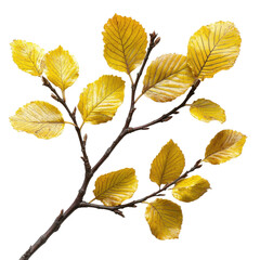 Obraz premium Alder isolated on transparent background