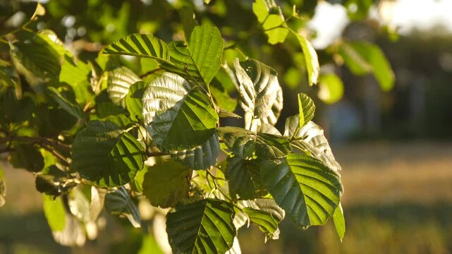 The wind is shaking the young alder leaves.