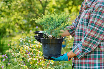 Plant Juniperus in pot in the hands of gardener