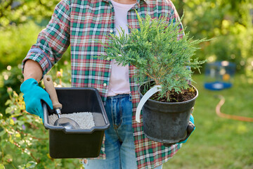Plant Juniperus in pot in hands of gardener and mineral fertilizers for coniferous plants