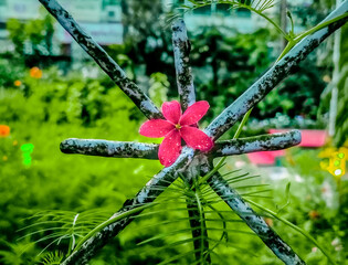 beautiful flowers hd images for wallpaper