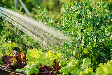 Close up hose watering plants of vegetables and herbs on raised garden bed