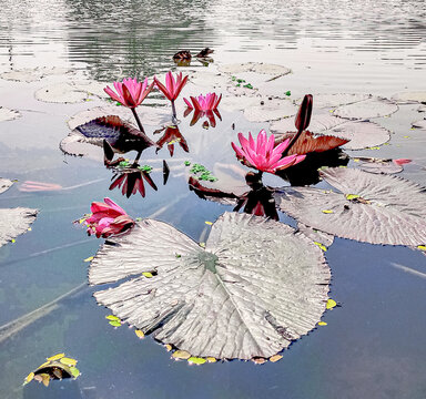 beautiful Water lilies hd wallpaper image