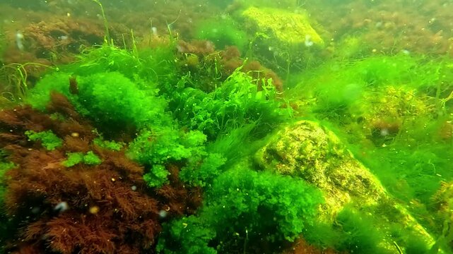 Green algae Enteromorpha intestinalis and red Ceramium algae grow near the shore on stones in clean water