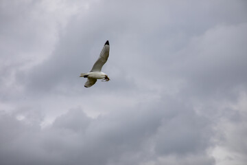 Gull with nesting materials