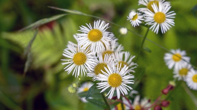 the annual fleabane, daisy fleabane, erigeron annuus, in the natural environment