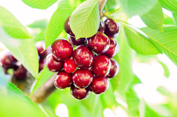 Close up of fresh ripe cherries growing in summer on tree branch in sunlight