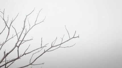 Obraz premium Bare tree branches stretch against a pale, foggy sky, creating a minimalist and serene natural scene.