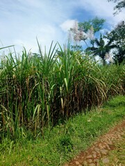 Agricultural sugarcane field used for producing sugar and bioethanol, growing in rural farmland, located near Peniwen village, East Java, Indonesia.