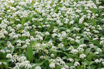 Wild garlic blossoming in the forest in spring season