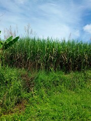 Agricultural sugarcane field used for producing sugar and bioethanol, growing in rural farmland, located near Peniwen village, East Java, Indonesia.