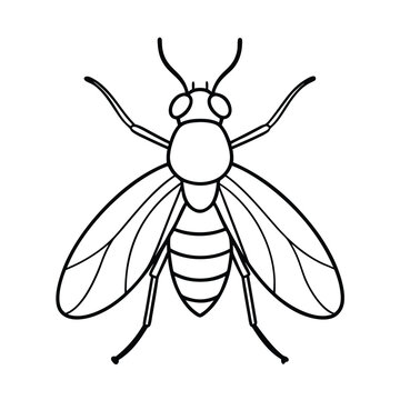 fruit fly line vector illustration