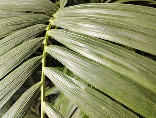 Close up of green leaf